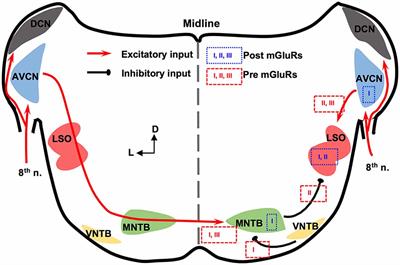 Neuromodulation by mGluRs in Sound Localization Circuits in the Auditory Brainstem